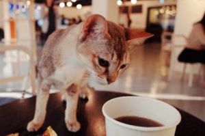 cat_cafe-pixabay