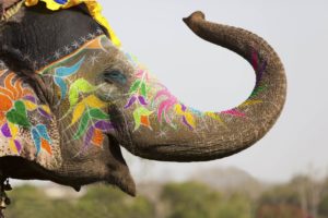 durante-un-festival-colorano-gli-elefanti