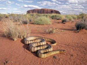 snakes-australia_00416343
