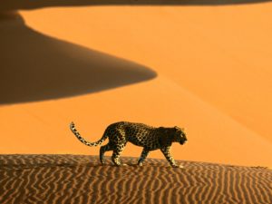 namib-desert-deserts