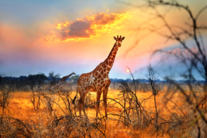 namibie-giraffe