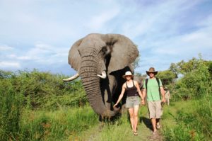 Elephant Botswana-StanleysCamp