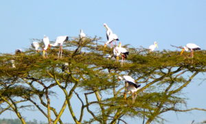 Yellow-billed Storks in Acacia