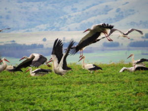white-storks