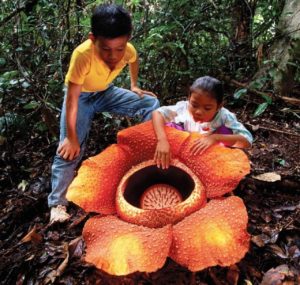 Il fiore gigante di Rafflesia, la pianta cadavere più grande del