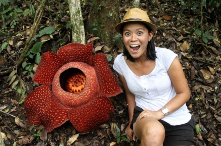 Il fiore gigante di Rafflesia, la pianta cadavere più grande del mondo